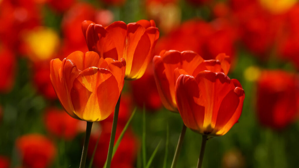 closeup_view_red_tulip_flowers_in_blur_tulip_flowers_background_hd_flowers